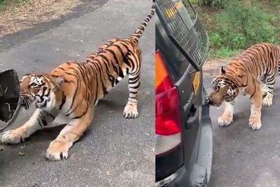 Detik-detik Harimau Bengal Terkam Bumper & Tarik Mobil Sampai Mundur