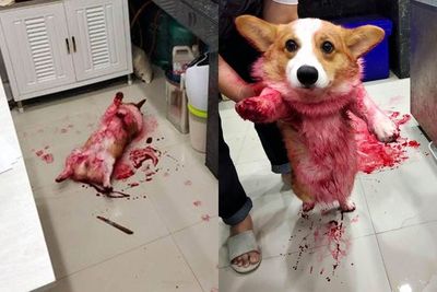 Anjing Ini Pura-pura Mati saat Ada Darah di Tubuhnya, Endingnya Bikin Netizen Gemas