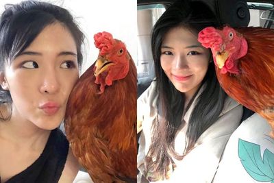 Selamatkan Ayam yang Terluka, Gadis Cantik Ini Malah Jadikan Ayam Itu Hewan Peliharaannya