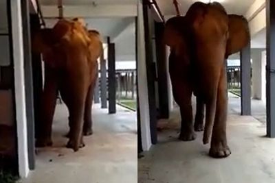 Viral Video Seekor Gajah Bobol Sekolah yang Sepi karena Kelaparan dan Cari Makanan