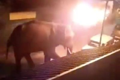 Biadab, 3 Pria Bakar Telinga Seekor Gajah Hingga Mati di India
