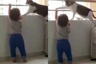 Viral Video Kucing Coba Melindungi Anak saat Bermain di Balkon, Aksinya Disebut Malaikat