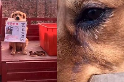 Anjing Ini Menangis Mencari Sahabatnya yang Dicuri oleh Orang Tak Dikenal