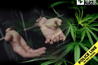 Tanam Ganja Untuk Dijual, Pegiat Lingkar Ganja Nusantara Ditangkap BNN