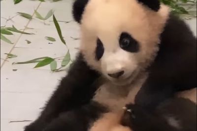 Timbang Berat Badan, Reaksi Lengket Bayi Panda di Korea Selatan ini Uwu Banget