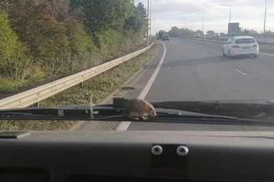 Wanita Ini Kaget saat Melihat Seekor Tikus Berjalan di Windscreen Mobil yang Dikendarainya