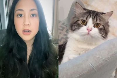 Viral Kucing Dipotong-potong, Sherina Munaf: Kejadian Ini Tak Pantas Terjadi di Indonesia
