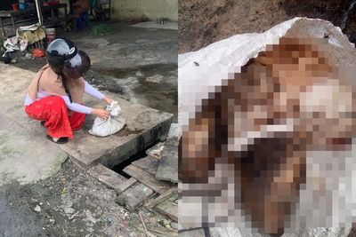 Cara Sadis Pelaku Sebelum Kuliti Kucing, Dipukul Dulu Sampai Mati saat Tidur