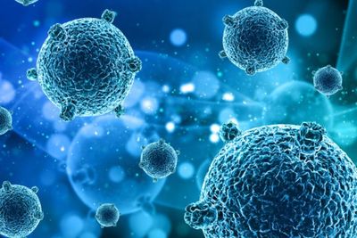 Pemerintah Diminta Waspada Potensi Penyebaran Virus Nipah di Indonesia
