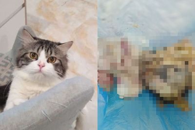 Potret Menggemaskan Tayo, Kucing yang Dikuliti untuk Dimakan Dagingnya