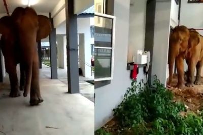 Kelaparan, Sekelompok Gajah Terobos Sekolah untuk Cari Makan