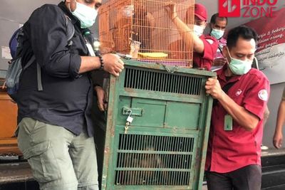 Polda Metro Ciduk Seorang Calo Berbagai Jenis Satwa Dilindungi