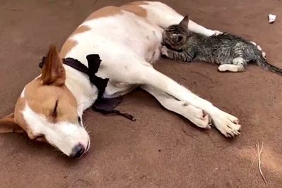 Tak Bermusuhan, Seekor Anjing di Nigeria Justru Menyusui Anak Kucing yang Terlantar