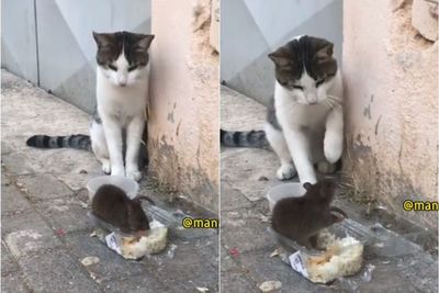 Kucing ini Malah Kaget Saat Lihat Tikus Makan di Depannya, Netizen: Gak Punya Harga Diri
