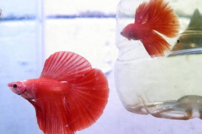 Cegah Penyakit DBD, Kadinkes DKI Ajak Warga Jakarta Pelihara Ikan Cupang