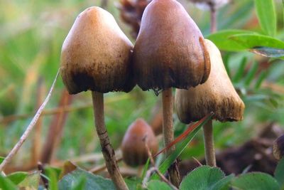 Kandungan Senyawa Psilocybin dalam Jamur Psychedelic Bisa Kurangi Kecemasan dan Stress