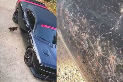 Ada-ada Aja, Ayam Ini Marah-marah Lihat Bayangan Sendiri, Berakhir Merusak Mobil