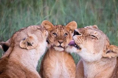 Potret Menggemaskan Anak Singa Berusia 3 Bulan Dimandikan Oleh Dua Singa Betina