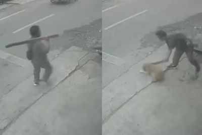 Sadis! Viral Pria di Medan Pukul Anjing Pakai Balok Hingga Tak Berdaya, Lalu Dibawa Kabur