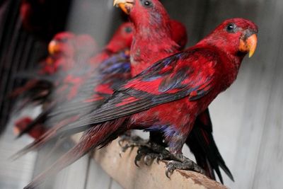 FOTO: Penggagalan Penyelundupan Satwa Dilindungi