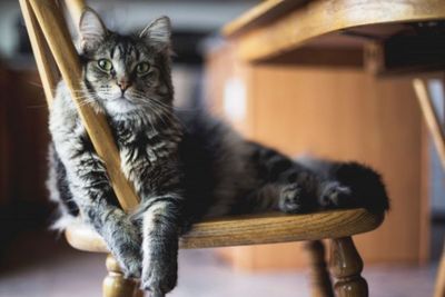 Ganti Makanan Bisa Bikin Bulu Kucing Rontok? Ini Penjelasannya