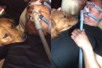 Anjing Ini Tolak Tinggalkan Pemilik saat Pakai Ventilator, Definisi Cinta Sesungguhnya