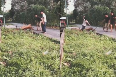 Iseng Gangguin Monyet, Remaja Ini Terjungkal, Netizen: Kualat!