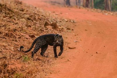 Macan Tutul Hitam Terlihat di Taman Margasatwa India, Berhasil Diabadikan Oleh Fotografer