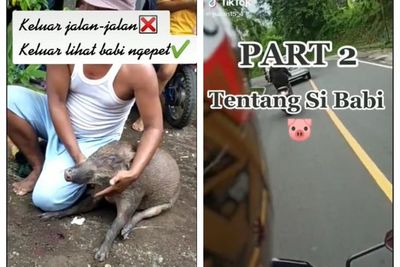 Penemuan Babi Ngepet Hebohkan Warga, hingga Dikira Jadi-jadian Seorang Gadis