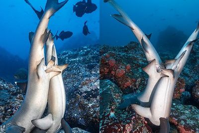 Langka! Momen Hiu Kawin Berhasil Diabadi Oleh Fotografer Bawah Laut