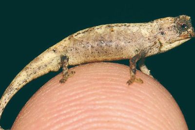 Mengenal Brookesia nana, Spesies Reptil Terkecil di Dunia
