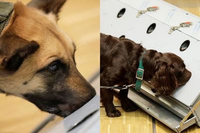 Anjing Pelacak Ini Mampu Deteksi Covid-19 dengan Akurasi 94 Persen