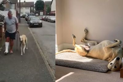Anjing Ini Jalan Pincang dan Bikin Pemiliknya Habis Rp6 Juta, Penyebabnya Bikin Ngakak