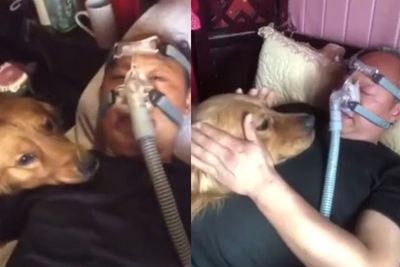 Begitu Setia, Anjing Ini Jaga Pemiliknya yang Sakit dan Harus Pakai Ventilator