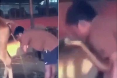 Video Pria yang Cuci Wajah dan Minum Air Urin Sapi, Bikin Netizen Jijik