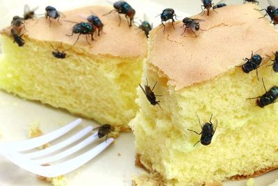Begini Tips Ampuh Agar Makanan di Rumah Tak Dihinggapi Lalat