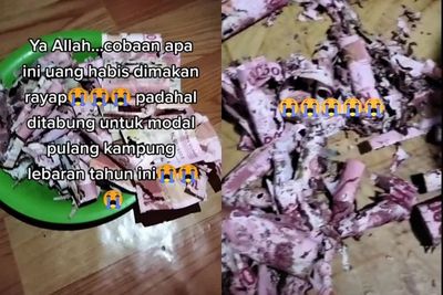 Nyesek, Niat Nabung untuk Modal Pulang Kampung, Uang Jutaan Rupiah Hangus di Makan Rayap