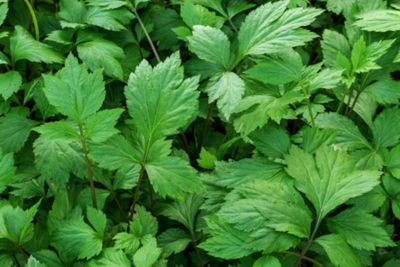 Mengenal Tumbuhan Mugwort, yang Berkhasiat Untuk Jadi Bahan Skincare