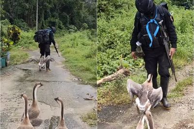 Momen Lucu Saat Tentara Lagi Patroli di Desa, Malah DIkejar Angsa yang Marah