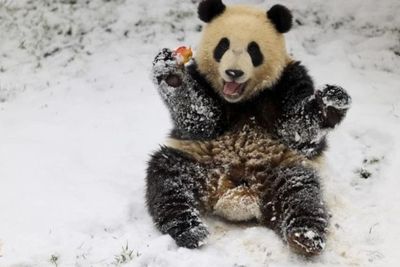 Potret Menggemaskan Panda Bermain Salju Sambil Menjulurkan Lidahnya