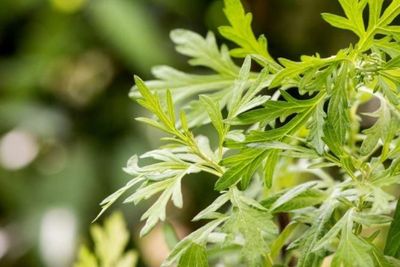 Mengenal Tumbuhan Mugwort dan Manfaatnya untuk Kesehatan