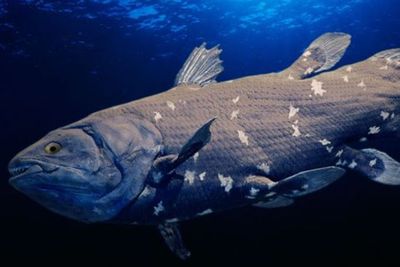 Mengenal Coelacanth, Ikan Purba Zaman Dinosaurus yang Punya Panjang Hingga 2 Meter