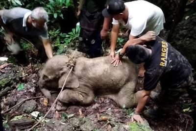 Seekor Bayi Gajah Sumatra Terjebak di Kubangan Lumpur di Kabupaten Pidie Berhasil Selamat