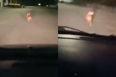 Pria Ini Banjir Kecaman Usai Kejar Seekor Anjing yang Ketakutan dengan Mobil