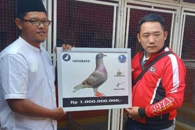 Jayabaya, Burung Merpati Yang Harganya 60 Motor Honda BeAT