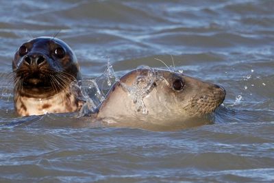 FOTO: Anjing Laut Kembali ke Pantai Utara Prancis