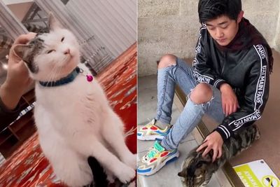 Lagi Gabut, Sultan Ini Pesan Tiket Pesawat ke Turki Cuma untuk Lihat Kucing Liar