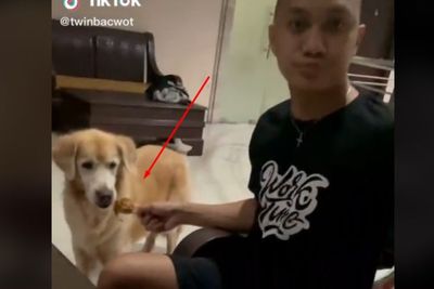 Makan Ayam Goreng Bareng Anjing, Ayamnya Dimakan Anjing: Dasar Anjing