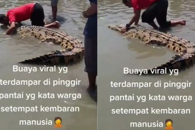 Momen Buaya di Kolaka Dipeluk Cium Saudara Kembarnya yang Merupakan Manusia