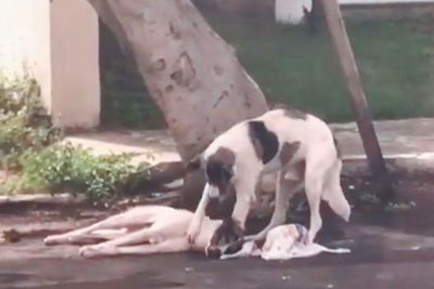 Potret Anjing yang Setia Merawat Temannya yang Tertabrak Mobil Sampai Mendapatkan Bantuan